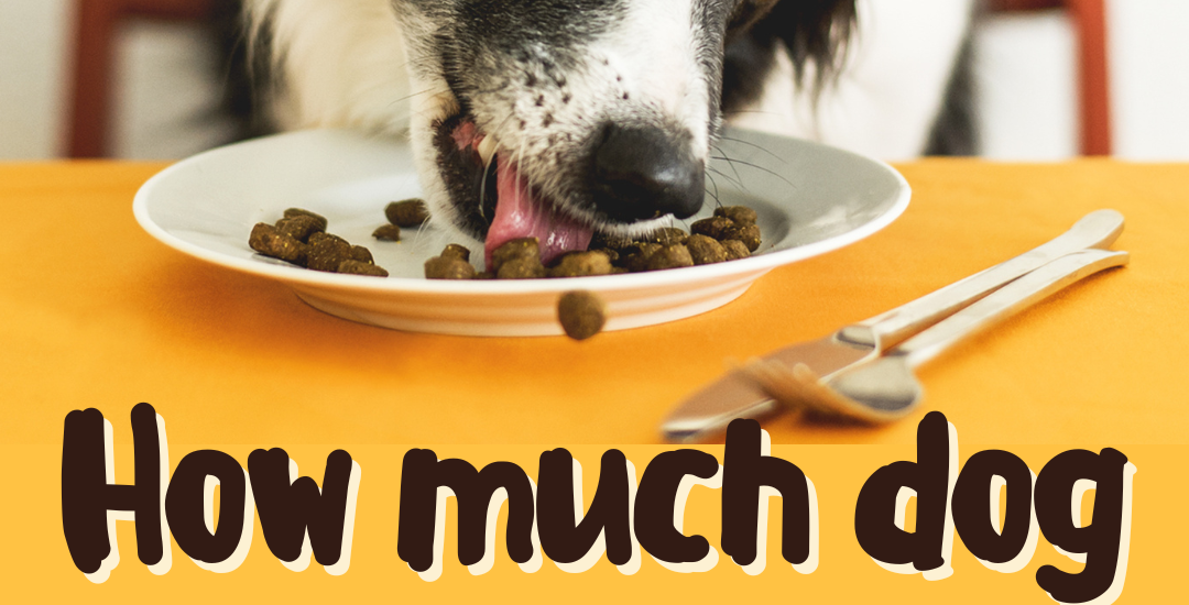 how much dog food should a puppy eat