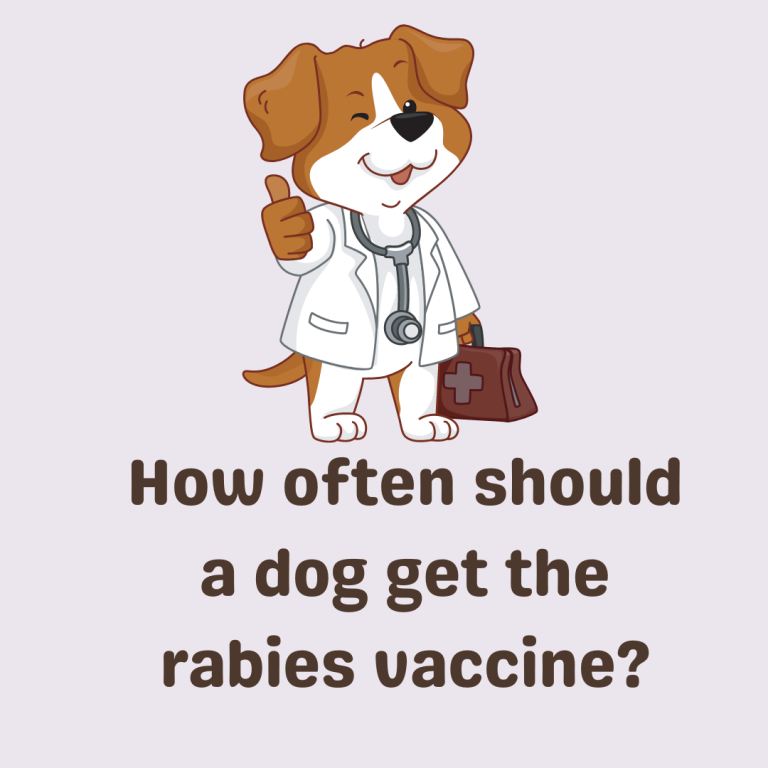 how-often-should-a-dog-get-the-rabies-vaccine-cuddlytails