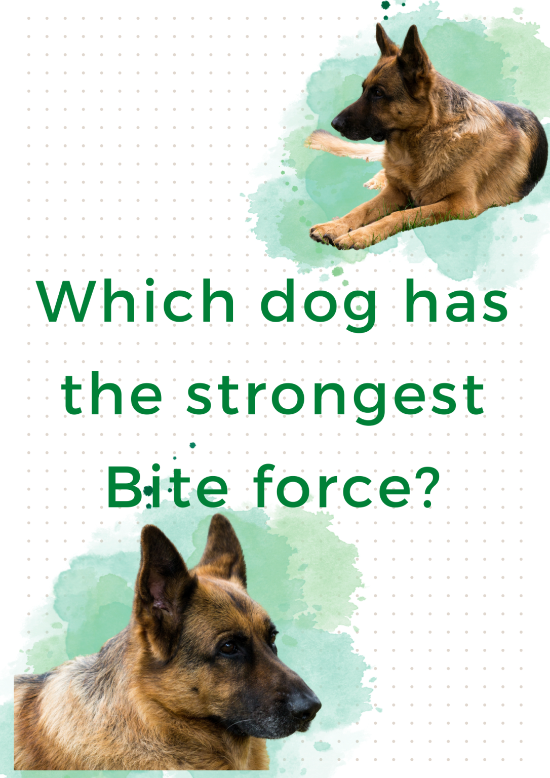 which-dog-has-the-strongest-bite-force-cuddlytails