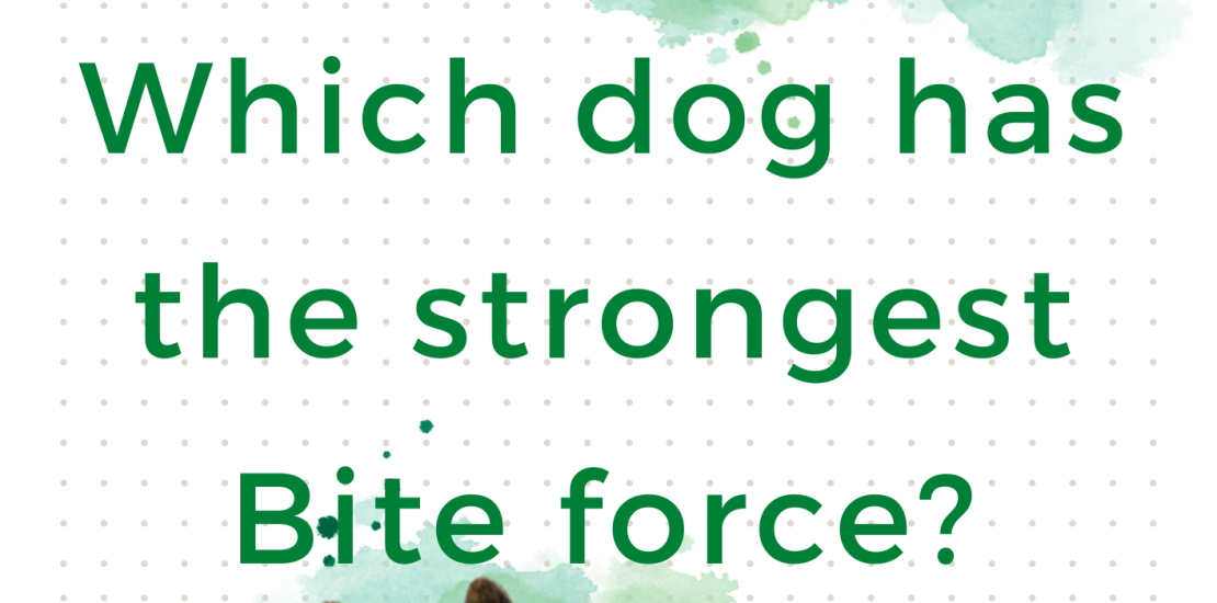 Which dog has the strongest bite force