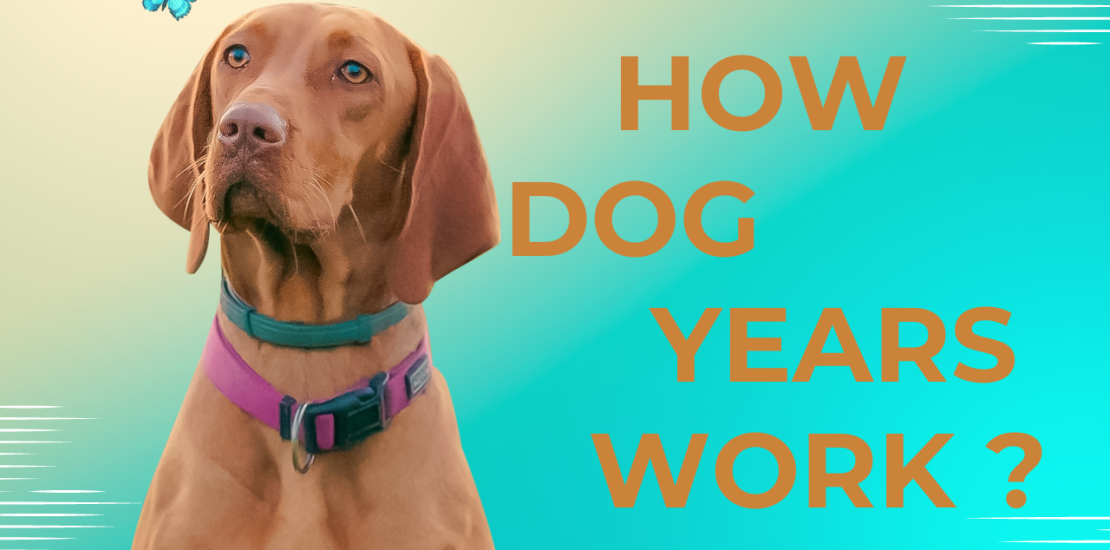 how dog years work