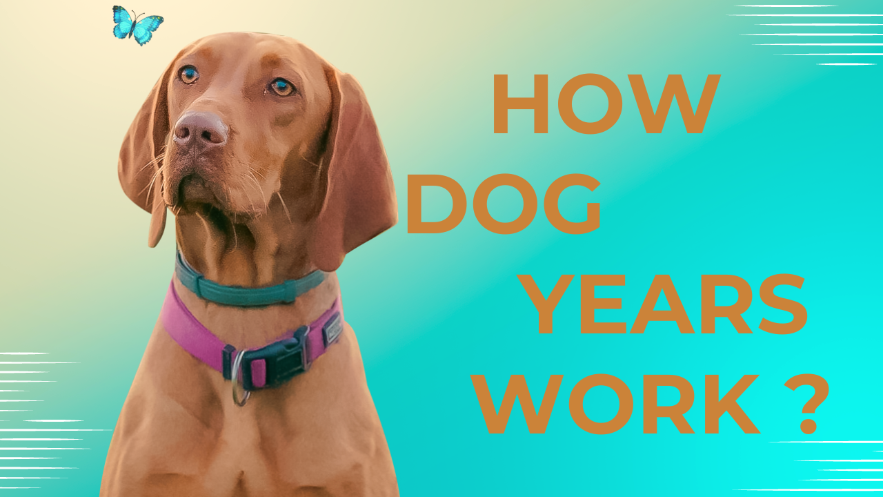 how dog years work