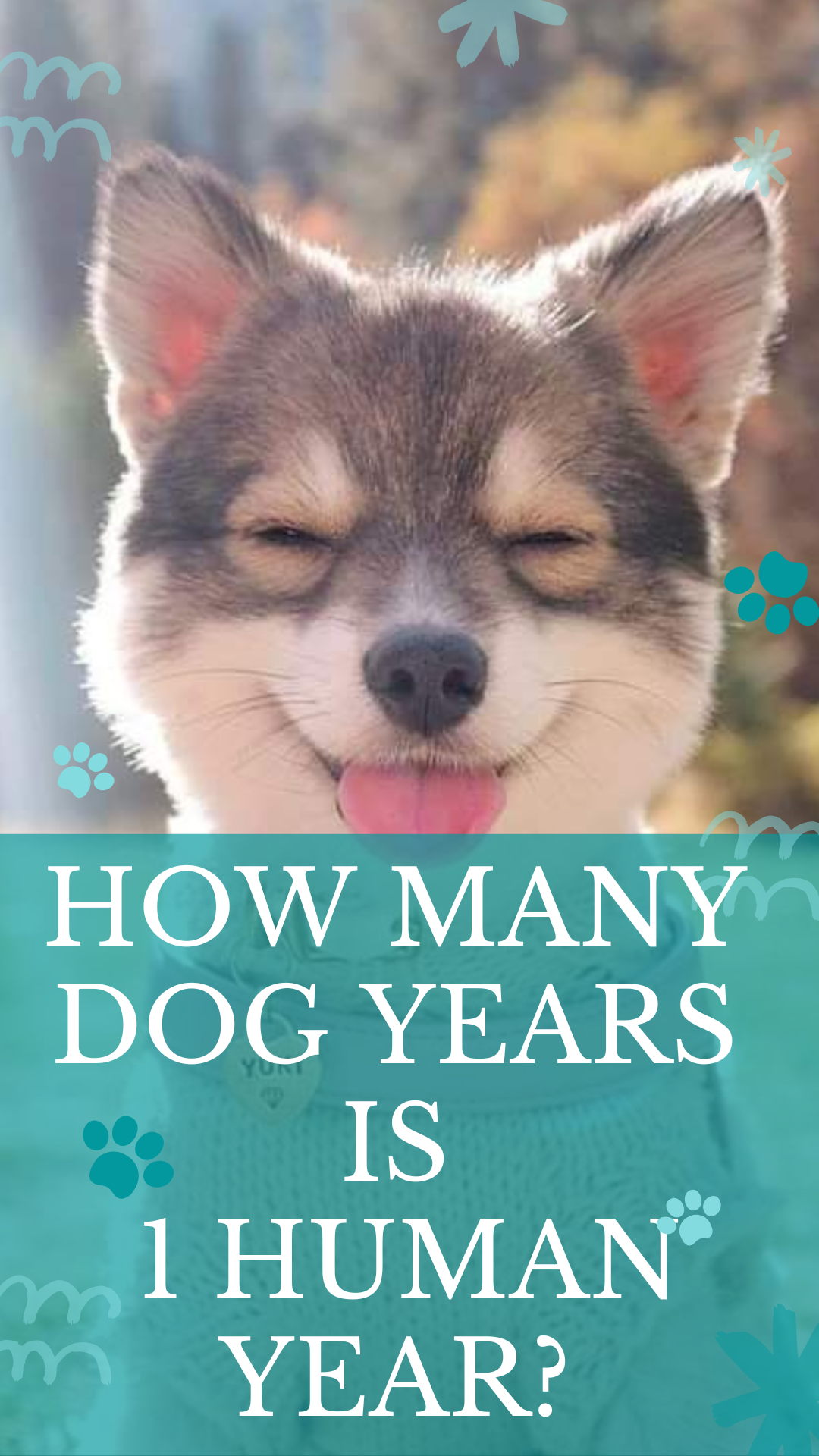 How Many Dog Years Is 1 Human Year 1 