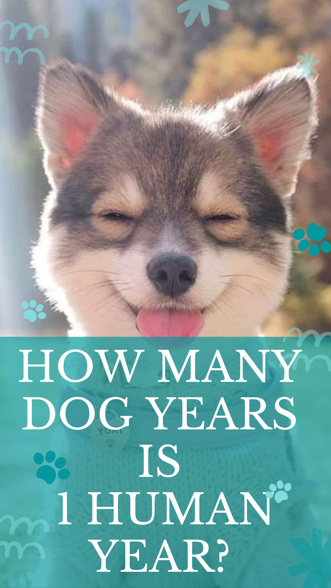 How Many Dog Years Is 1 Human Year Cuddlytails