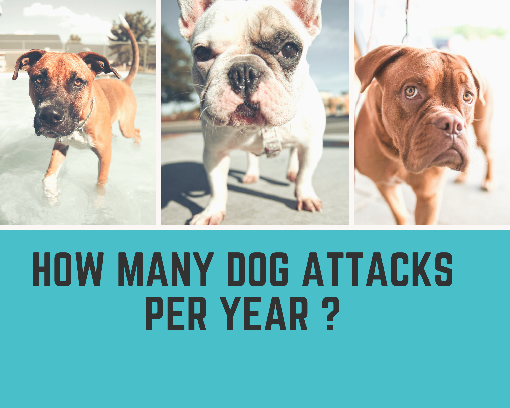 how many dog attacks per year