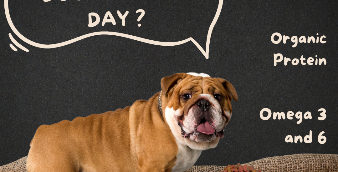 How much dog food per day