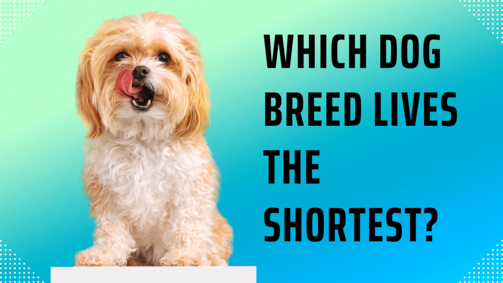 15-dog-breeds-that-don-t-grow-too-big-size-weight-faq