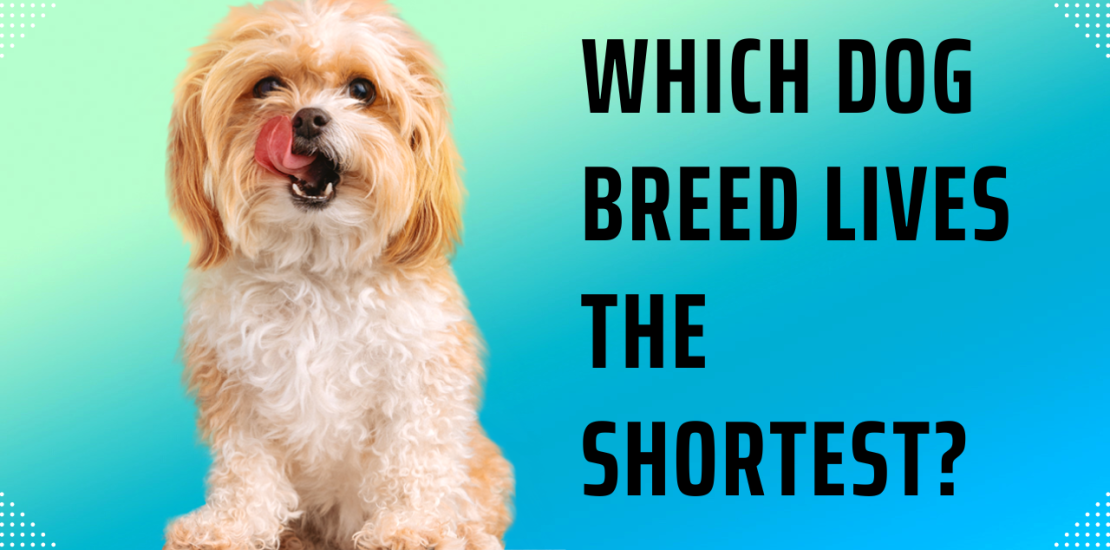 which dog breed lives the shortest