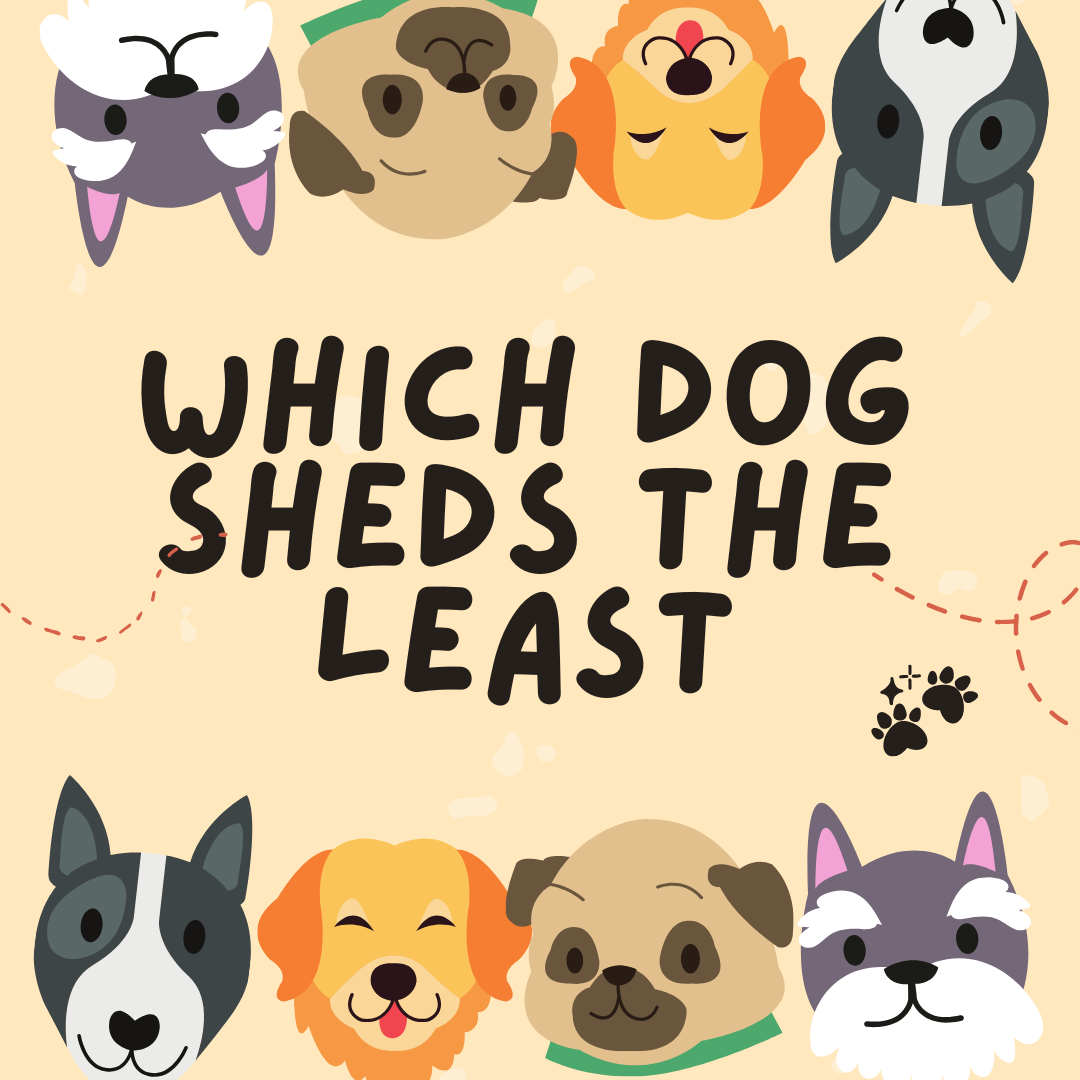 which dog sheds the least