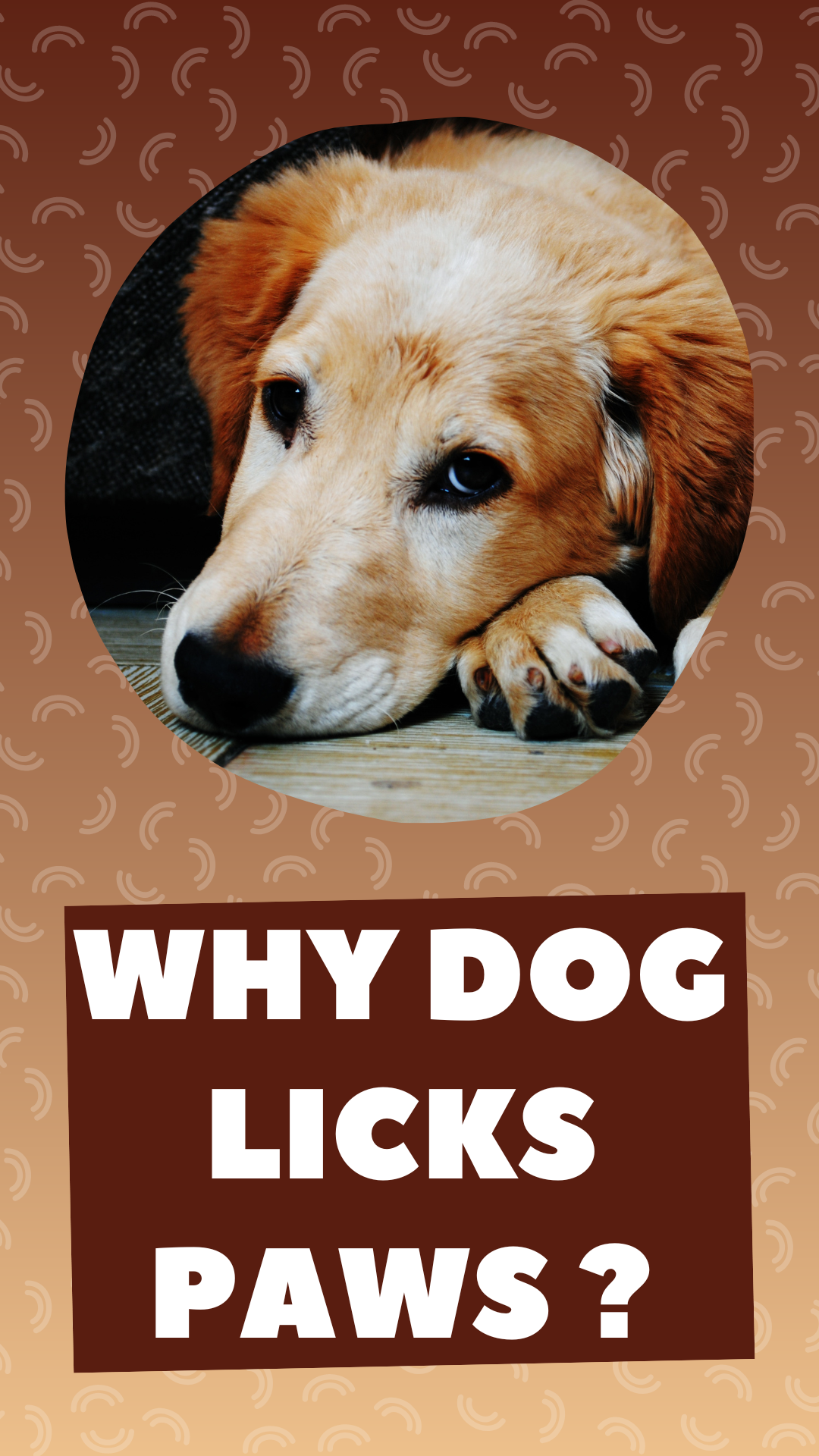 Why dog licks paws