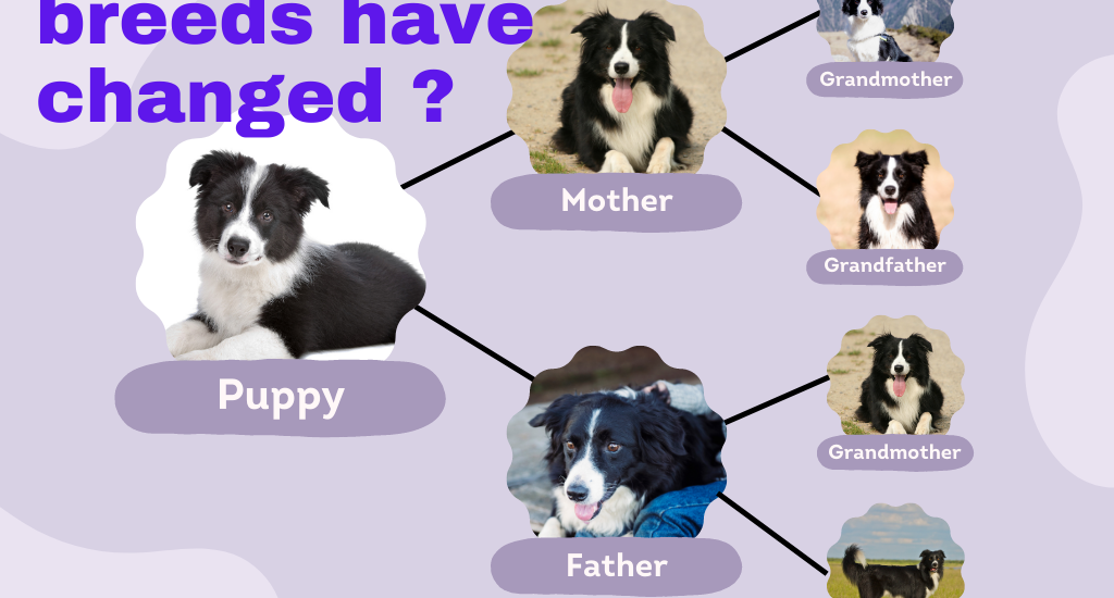 How dog breeds have changed