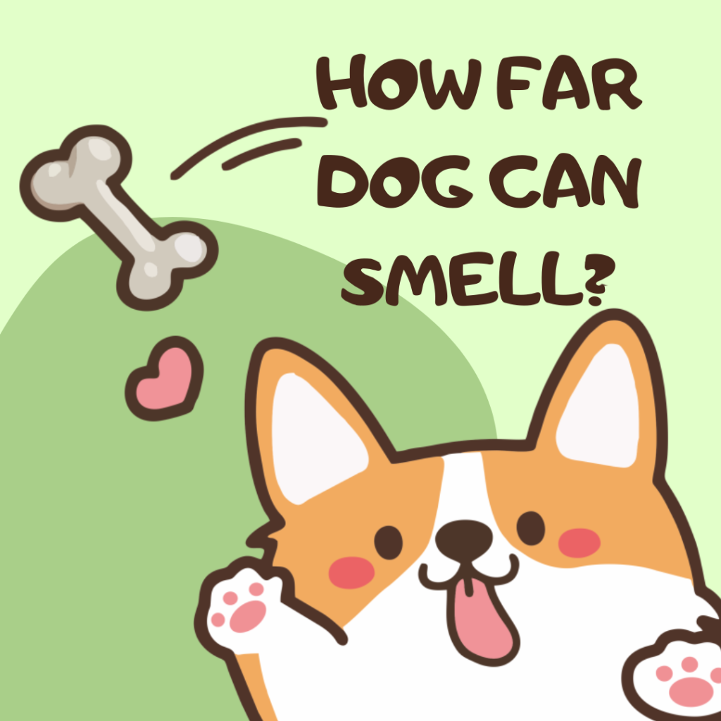 How far dog can smell? Cuddlytails