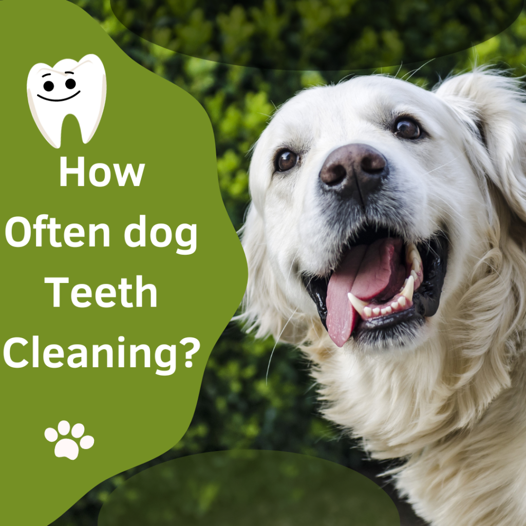 How often dog teeth cleaning? - Cuddlytails