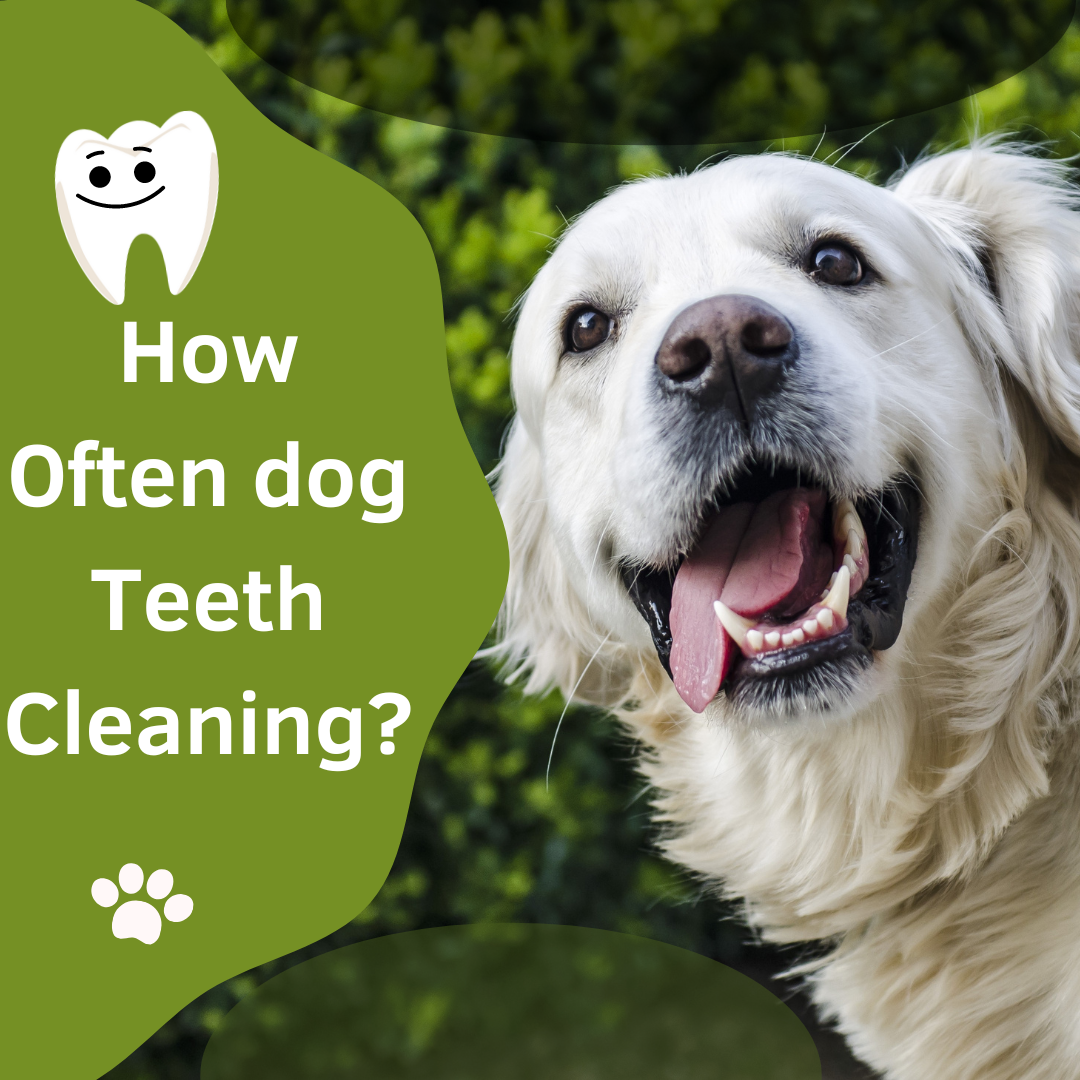 How Often Dog Teeth Cleaning Cuddlytails