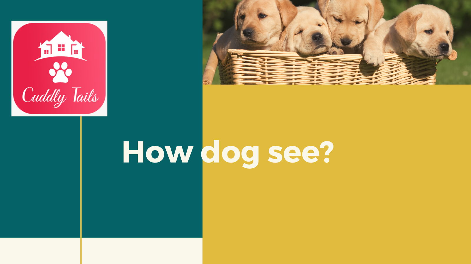 How dog see?