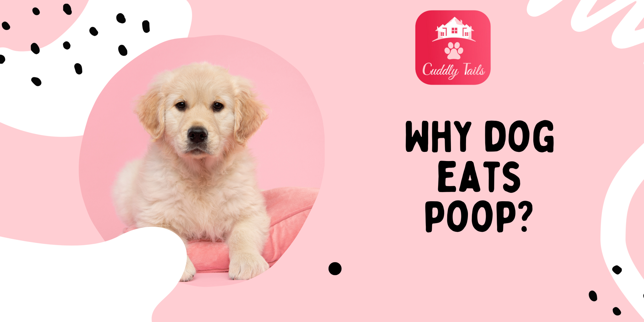 why-dog-eats-poop-cuddlytails