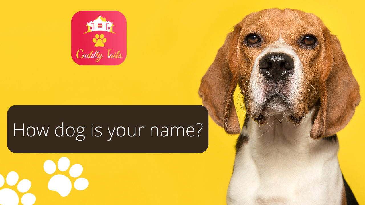 How dog is your name?