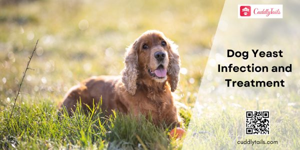 Dog Yeast Infection and Treatment