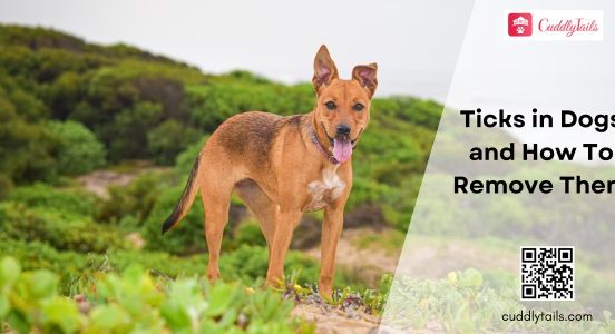 Ticks in Dogs and How To Remove Them