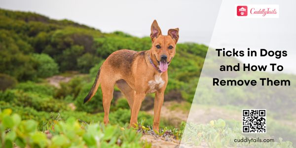 Ticks in Dogs and How To Remove Them