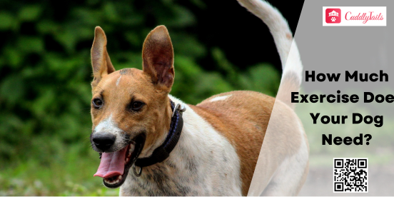 How Much Exercise Does Your Dog Need