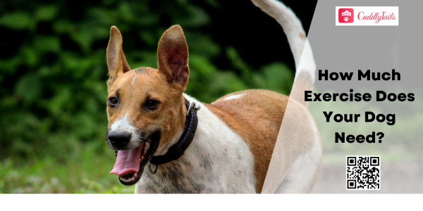 How Much Exercise Does Your Dog Need