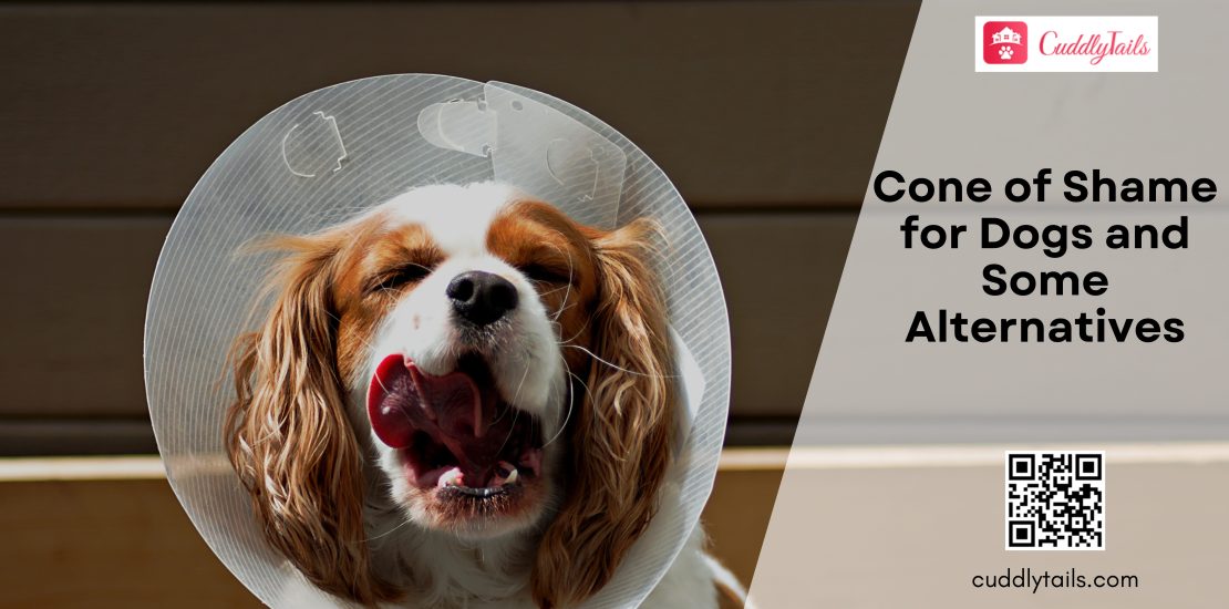 Cone of Shame for Dogs and Some Alternatives