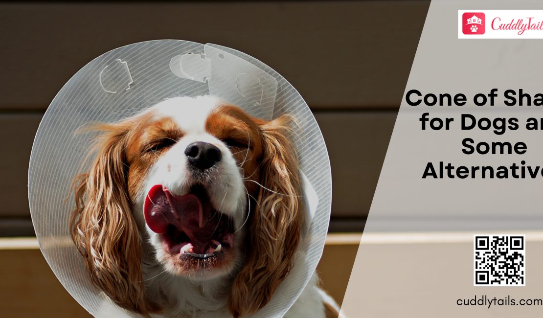 Cone of Shame for Dogs and Some Alternatives