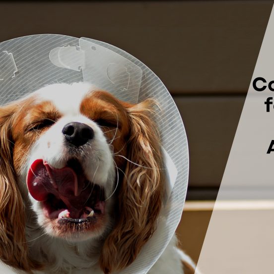 Cone of Shame for Dogs and Some Alternatives