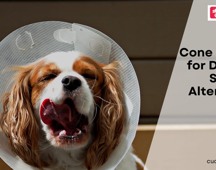 Cone of Shame for Dogs and Some Alternatives