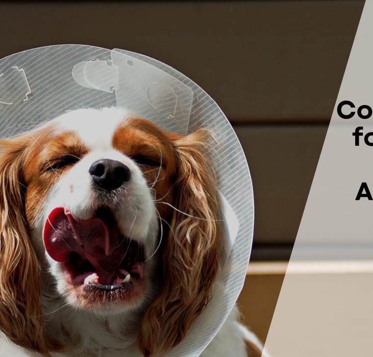 Cone of Shame for Dogs and Some Alternatives