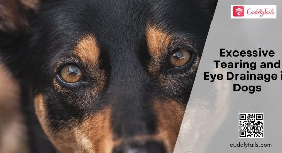 Excessive Tearing and Eye Drainage in Dogs