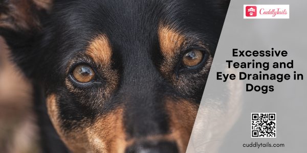 Excessive Tearing and Eye Drainage in Dogs