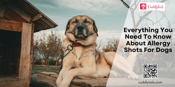 Everything You Need To Know About Allergy Shots For Dogs