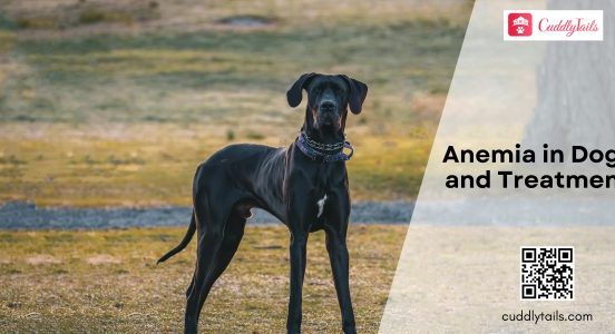 Anemia in Dogs and Treatment