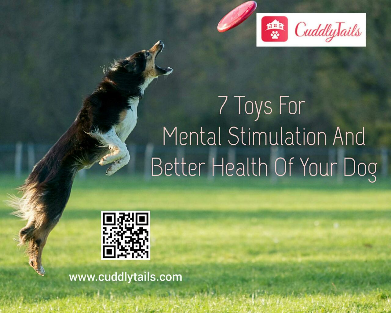 Dogs Disclosed - KEEP YOUR DOG'S BRAIN HAPPY Providing mental stimulation  for dogs is often overlooked, but is so important in helping dogs to be  happy, relaxed and content by giving them