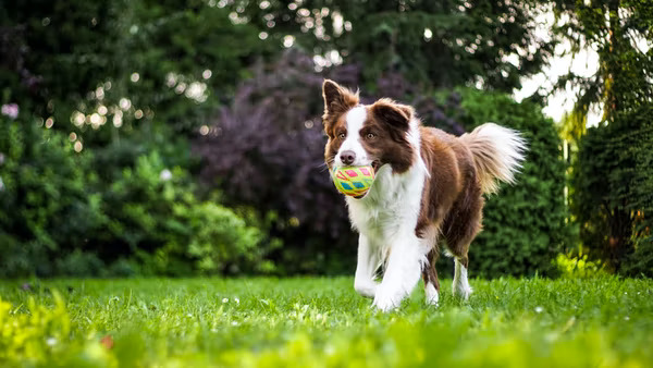 Tucson Pet Sitting Cuddlytails