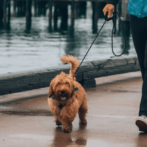 Dog Walkers Folsom, CA