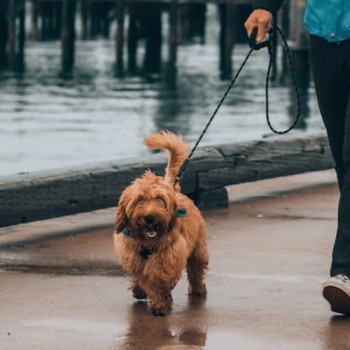 Dog Walker Hialeah, FL