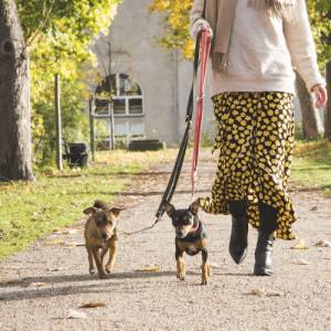 Dog Walkers Birmingham, AL