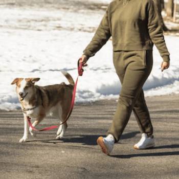 Dog Walker Job Chesapeake, VA