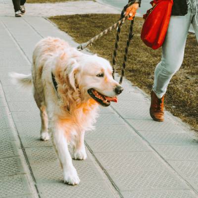 Dog Walker Job Long Beach, CA